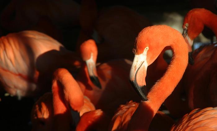 A close up photograph of a group of Carribean Flamingos at WWT Llanelli
